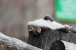 Japanese Macaque, Macaca fuscata