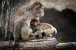 Japanese Macaque, Macaca fuscata