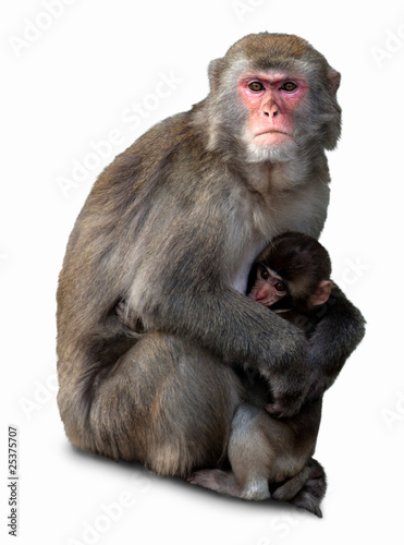 Photo: Japanese Macaque, Macaca fuscata Japanese Macaque, Macaca fuscata
