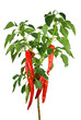 Chili pepper plant Chili pepper plant