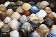 Muscheln