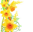Floral daffodil design element