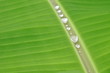 Banana leaf and water drop