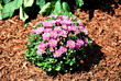 Lavender Mums