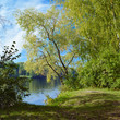 Willow on the river in early autumn Willow on the river in early autumn