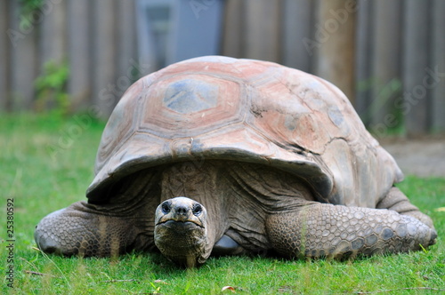Photo: Tortue. Tortue.