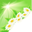 Background with green fresh leaves and flowers Background with green fresh leaves and flowers