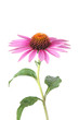 Isolated echinacea for medicine
