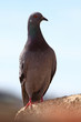 pigeon commun oiseau ville fiente surpopulation pigeon commun oiseau ville fiente surpopulation