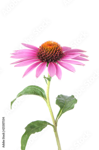 Foto: Isolated echinacea for medicine Isolated echinacea for medicine