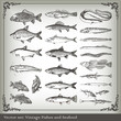 Vector set: fish