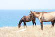 Horse family