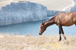 Grazing Horse
