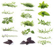 fresh herbs fresh herbs