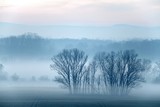 Fog - Fine Art prints