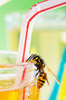 yellow jacket at drinking glass with apple spritzer  03