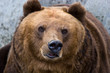 Brown bear, Ursus arctos