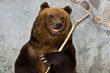 Brown bear, Ursus arctos