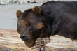 Brown bear, Ursus arctos
