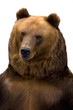 Brown bear, Ursus arctos