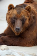Brown bear, Ursus arctos