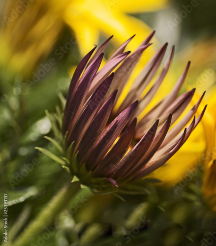 flore