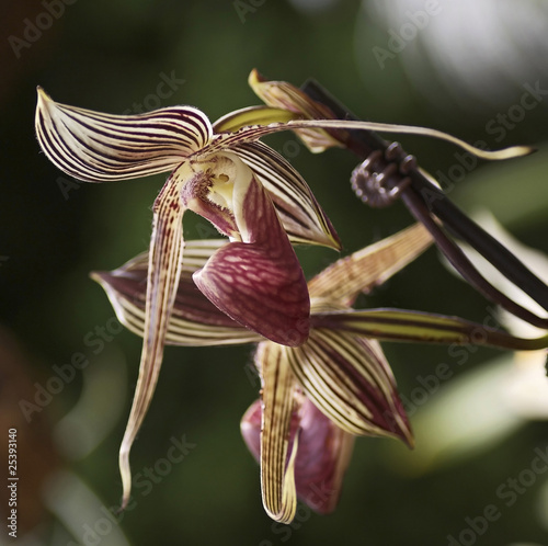 orchidées