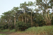 Regenwald