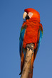 Red Macaw head close-up isolated over blue sky