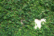 Ivy wall