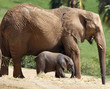 Mother and baby elephant