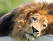 Lion portrait
