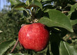 Pomme au soleil Pomme au soleil