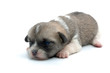 dog dog