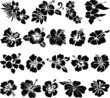 Hibiscus flower silhouettes
