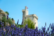 Lavender field at Valensole, Provence, France