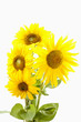 Foto: Sonnenblume Sonnenblume