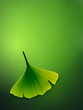 vector ginkgo leaf vector ginkgo leaf