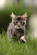 Maine Coon kommt