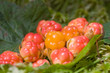 Cloudberry Cloudberry