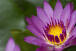 lotus lotus