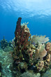 Coral gardens with branching tube sponge Coral gardens with branching tube sponge