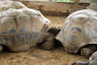tortue