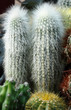 cactus laineux