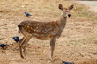 Sika Deer, Cervus nippon