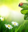 Photo: Beautiful ladybug on green leaves Beautiful ladybug on green leaves