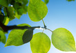 Green branch in sunny day Green branch in sunny day
