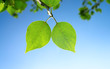 Two green leafes in sunny day Two green leafes in sunny day