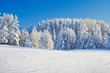 beautiful winter forest beautiful winter forest