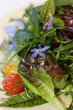 Wildkräuter Salat